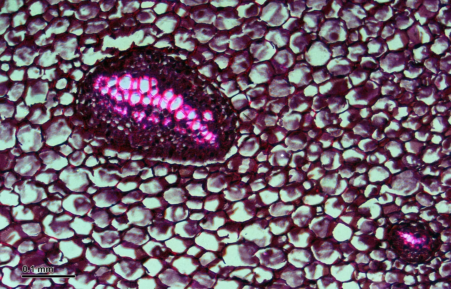 Bright-field microscope cross-section of a male fern rhizome, showing pale parenchyma cells and magenta vascular tissue.