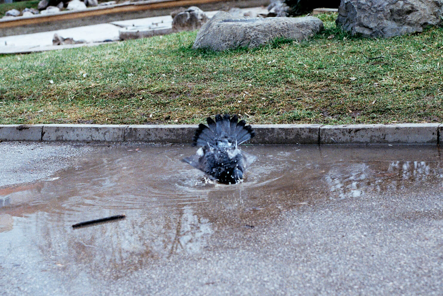 A pidgeon taking a bath